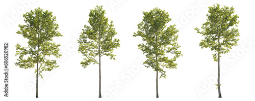 Set of large trees sycamore platanus trees isolated png in sunny daylight on a transparent background perfectly cutout  © Roman