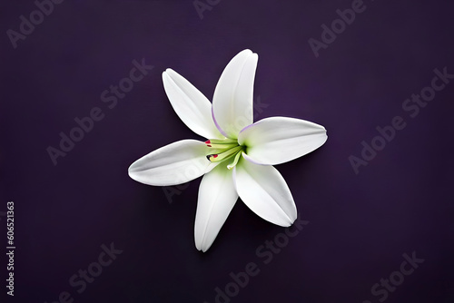 Top view  White lily head on dark purple background  flat lay