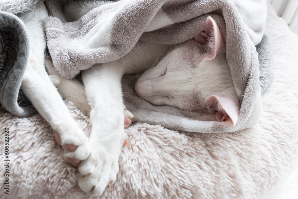 Oriental shorthair white cat sleeping wrapped in a blanket