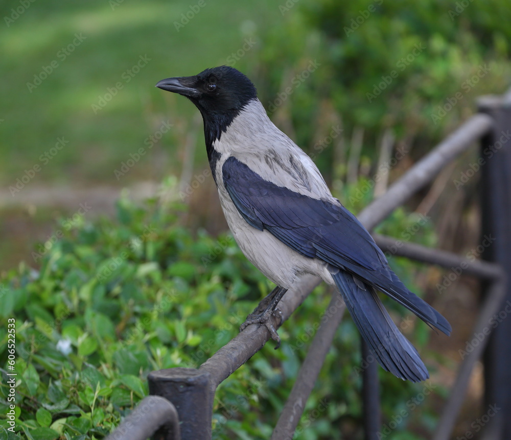 A crow is sitting on a park fence A crow is sitting on a park fence