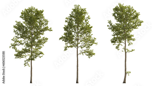 Set of large trees sycamore platanus trees isolated png in overcast light on a transparent background perfectly cutout  © Roman