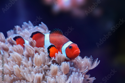 Natural shot of clownfish in anemone. Fish which is also known as Amphiprion ocellaris. 
