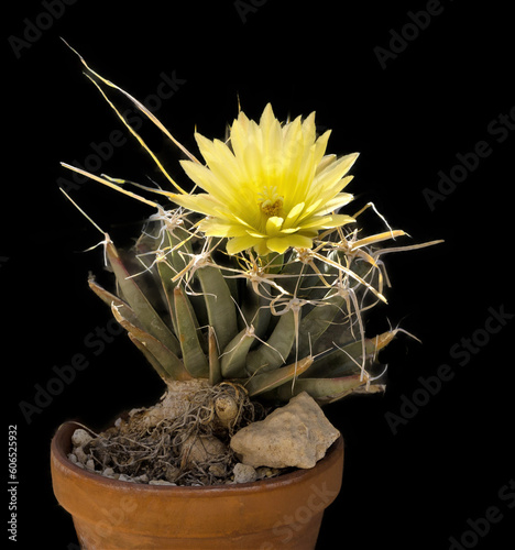 Leuchtentbergia principus, Artichoke cactus,rare cactus blooming, photo