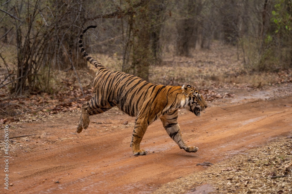 Fototapeta premium Bengal tiger bounds across track in woods