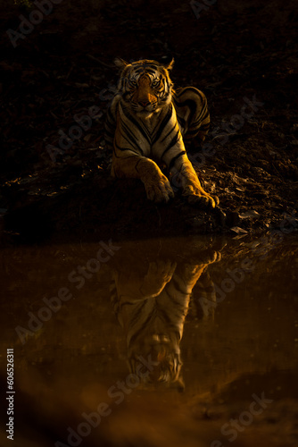Bengal tiger lies by waterhole watching camera © Nick Dale