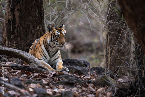 Bengal tiger lies among roots in woods