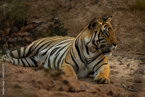 Bengal tiger lies on sand staring ahead
