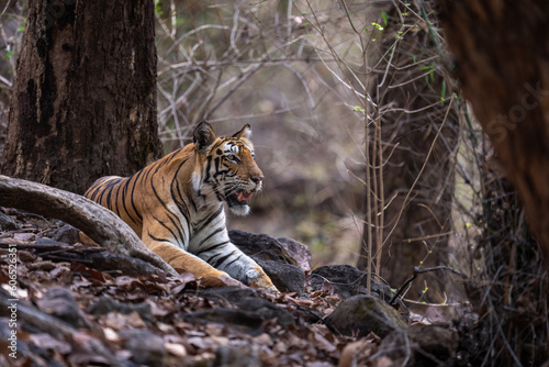 Bengal tiger lies amongst roots in woods © Nick Dale