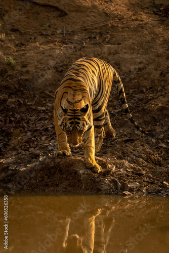Bengal tiger stands beside waterhole in shadows