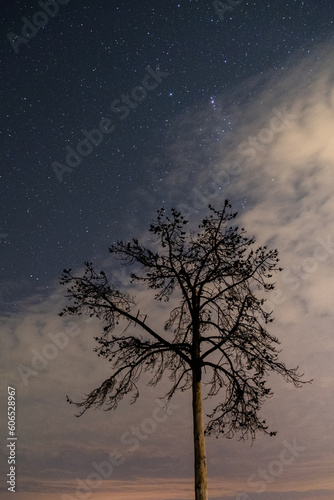 Paisaje de árbol en cielo con nubes, durante la noche