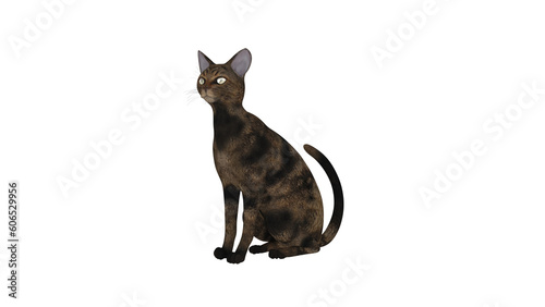 Black Cat sitting and looking at the camera  isolated on white background