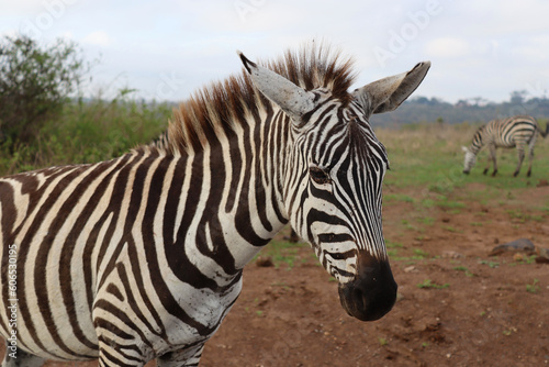 Portrait of a plains zebra  Equus quagga  in the dawn light  Nairobi National Park  Kenya