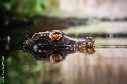 A dangerous crocodile looking at you above water level. Portrait of Cuvier's dwarf caiman also known as Paleosuchus palpebrosus. photo