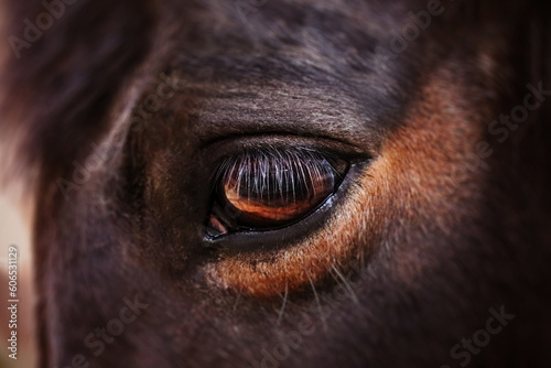 Close up picture of the eye of very sad horse behind a fence. © Michaela Pilch