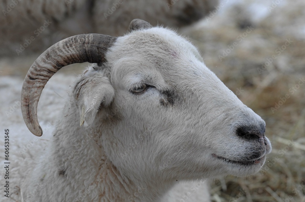 Schafe auf einer winterlichen Weide im Müsnterland