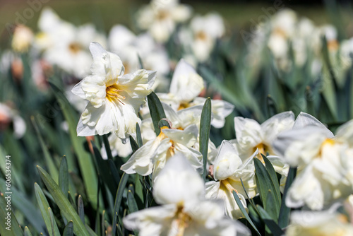 Spring flowers narcissus (daffodils) blooming in a garden