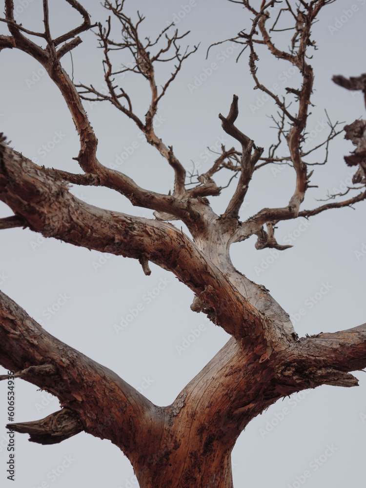 Relic trees Relic trees