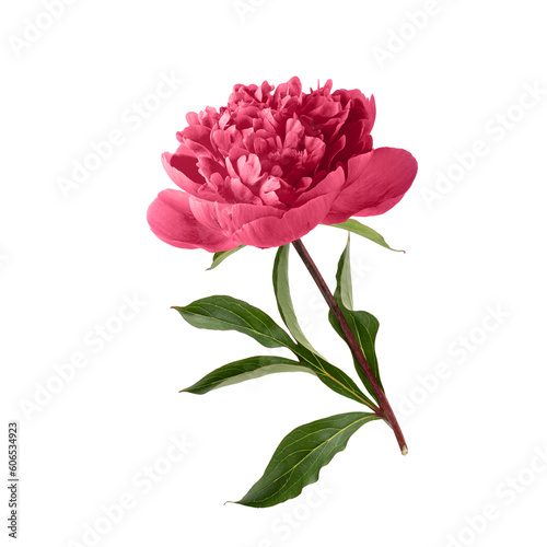 Fototapeta Naklejka Na Ścianę i Meble -  Peony flower in trendy color 2023 Viva Magenta.