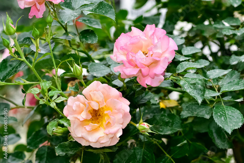Fototapeta Naklejka Na Ścianę i Meble -  pink blooming rose plant in rural areas