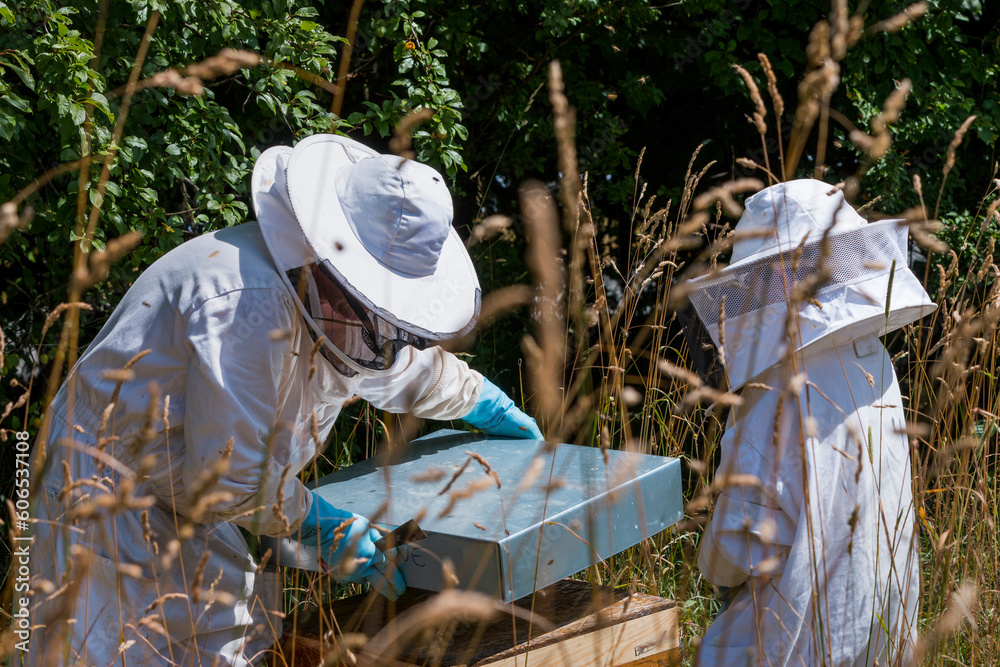 Beekeeper opens a hive to explain his work to a child. Beekeeper inspecting honeycomb. Person in beekeeper suit taking honey from hive. Farmer wearing bee suit working with honeycom Beekeeper opens a hive to explain his work to a child. Beekeeper inspecting honeycomb. Person in beekeeper suit taking honey from hive. Farmer wearing bee suit working with honeycom