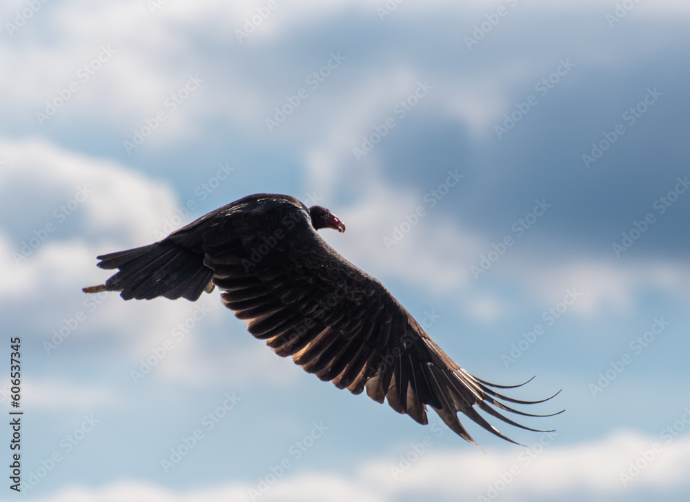 Fototapeta premium Vulture captured mid filght.