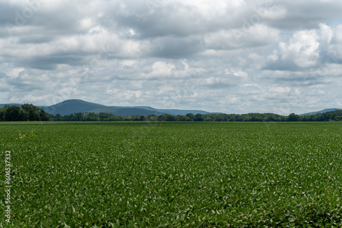 Beautiful field in North Alabama