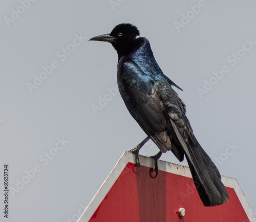 Interesting Common Grackle sitting on a stop sign.
