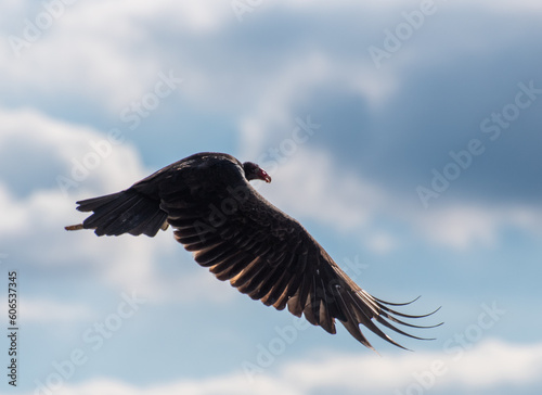 Vulture captured mid filght.