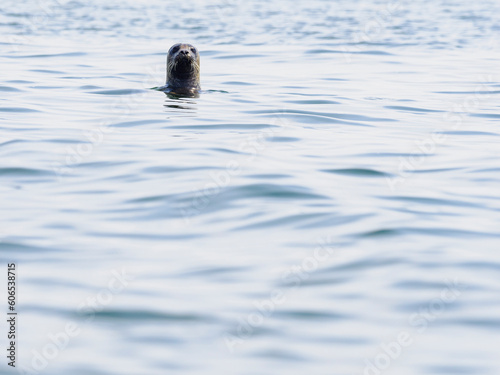 A Curious Seal Swims in Sweden © Mikael