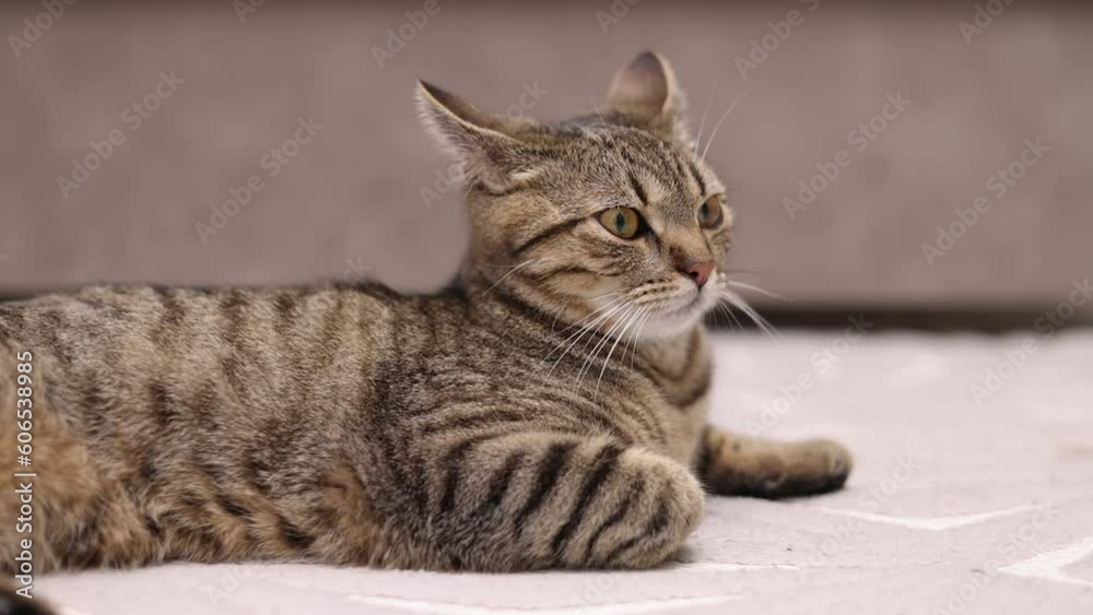 adorable tabby cat kitty female lying on floor,next to sofa,on carpet, tiles, in bathroom.sleepy cat closing eyes or grooming herself cleaning fur paq with tongue.domestic pet yawning.cute animal adorable tabby cat kitty female lying on floor,next to sofa,on carpet, tiles, in bathroom.sleepy cat closing eyes or grooming herself cleaning fur paq with tongue.domestic pet yawning.cute animal
