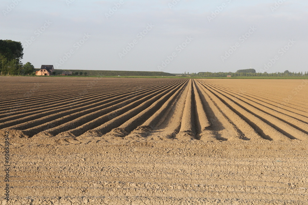 a rural landscape of a large field with raised potato beds in the clay soil in the dutch countryside