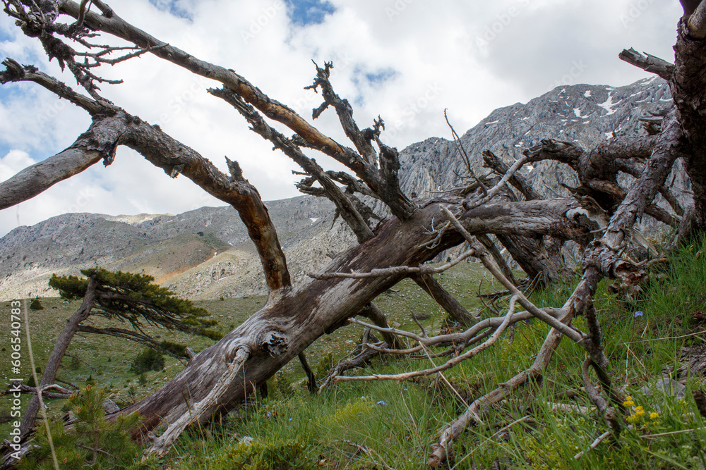 Great centuries-old pine trees on the summits of the mountains and an oxygen storage region Great centuries-old pine trees on the summits of the mountains and an oxygen storage region
