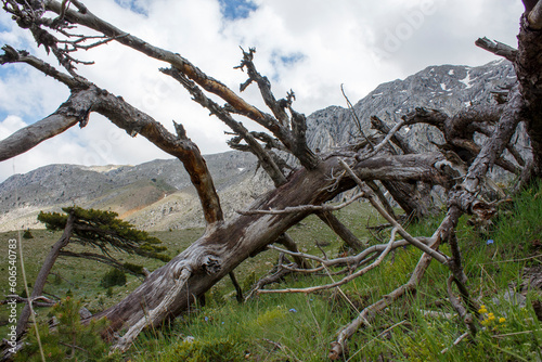 Great centuries-old pine trees on the summits of the mountains and an oxygen storage region