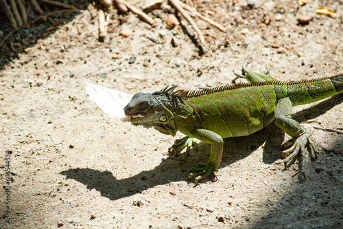 iguana lizard at zoo. iguana lizard in nature. photo of iguana lizard reptile. iguana lizard outdoor