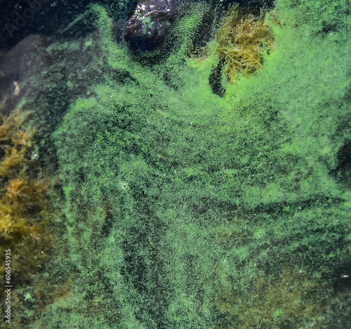 Blue-green algae (Microcystis aeruginosa) blooms in Yalpug lake, Ukraine photo