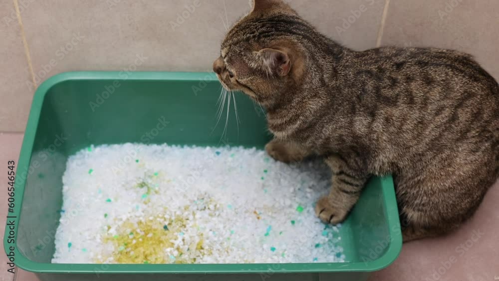 tabby cat sitting angry upset in litter bow with pee and yellow color