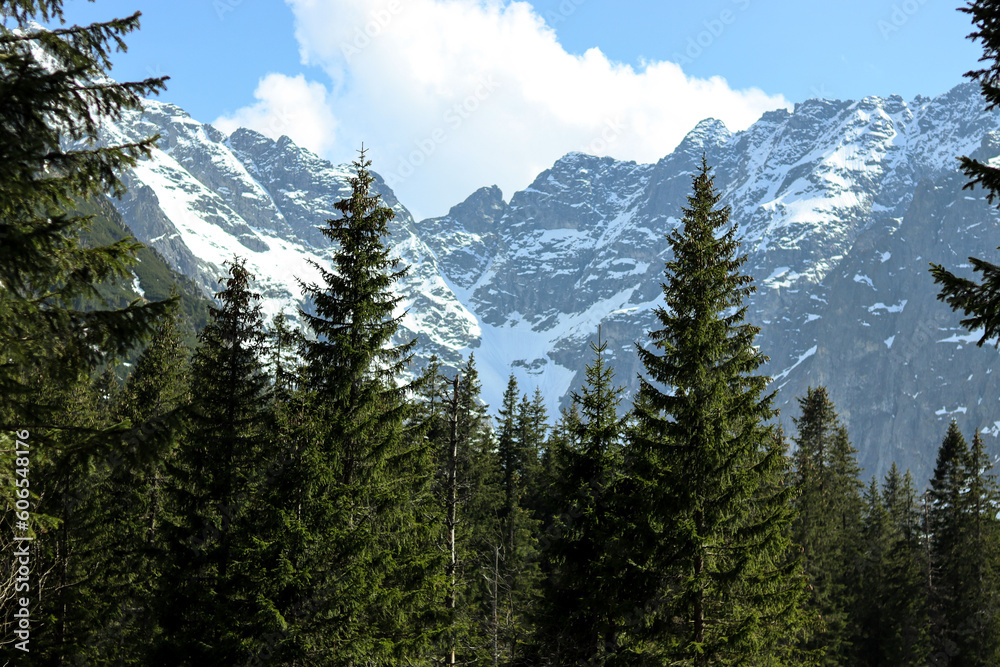 Forest Veiled Peaks: Snow-Adorned Mountain Slopes Meandering through Green Canopy (Tatra Mountains)