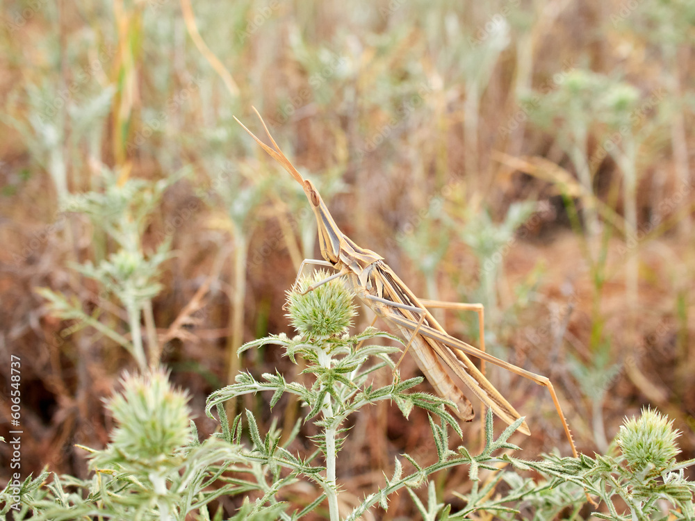 Obraz premium Long legged grasshopper. Truxalis nasuta