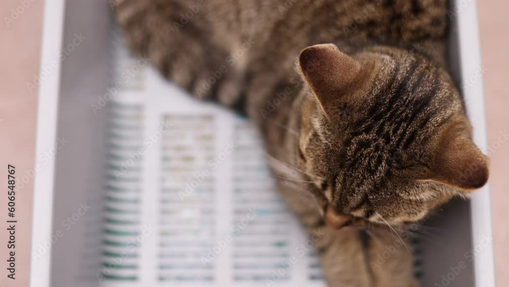 tabby cat sitting angry upset in litter bow with pee and yellow color