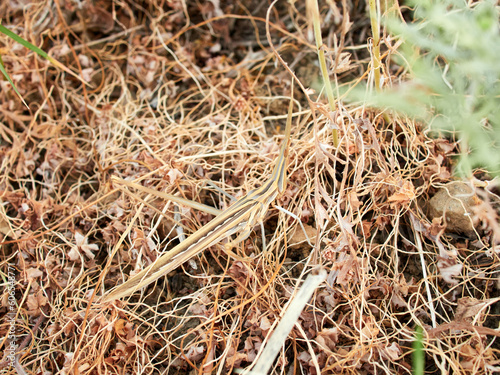 Long legged grasshopper. Truxalis nasuta photo