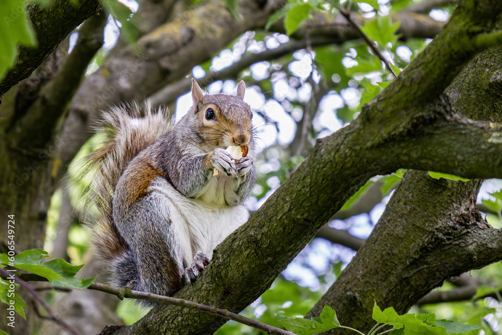 A Grey Squirrel (Sciurus carolinensis) eating a almond in the branch of a tree A Grey Squirrel (Sciurus carolinensis) eating a almond in the branch of a tree