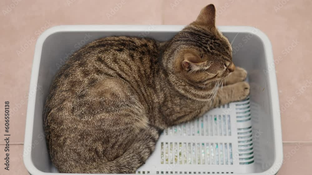 tabby cat sitting angry upset in litter bow with pee and yellow color