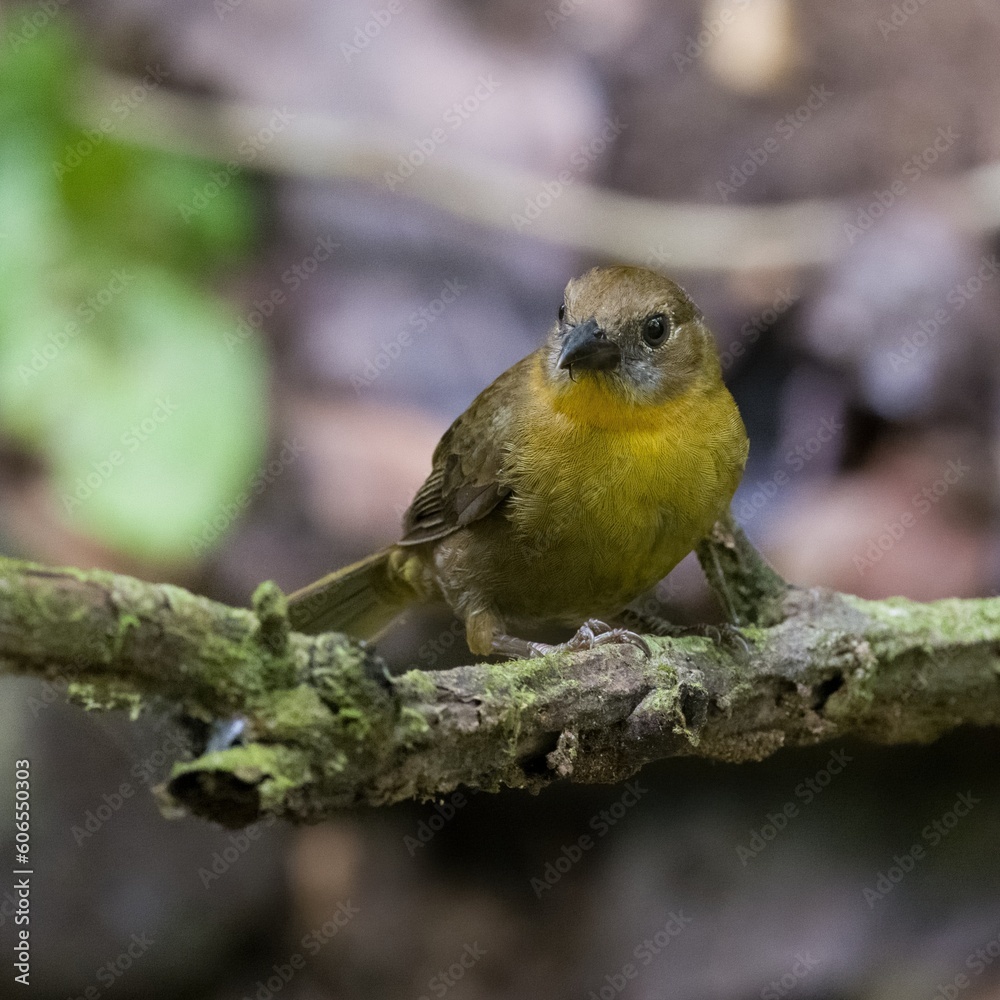 Red-throated Ant-Tanager (Habia fuscicauda) Red-throated Ant-Tanager (Habia fuscicauda)