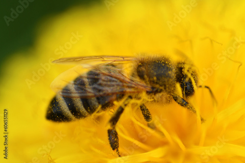  art shot of working bee at yellow flower- dandelion. extremly macro