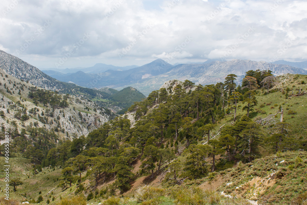 centuries-old pine trees grow where oxygen is plentiful