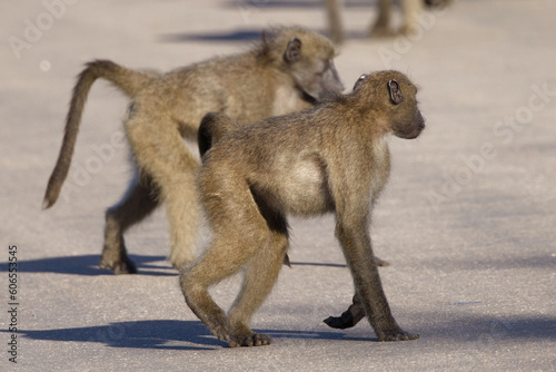 Chacma baboons in Kruger Park  South Africa