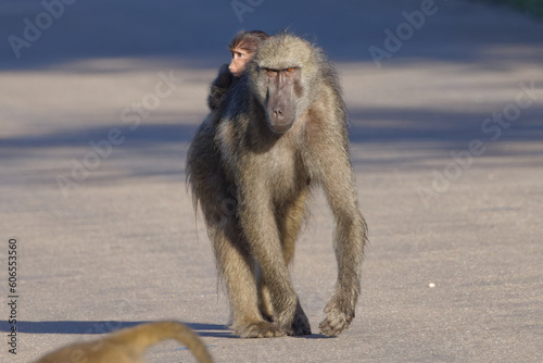 Chacma baboons in Kruger Park  South Africa