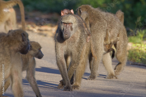 Chacma baboons in Kruger Park, South Africa © Jeff