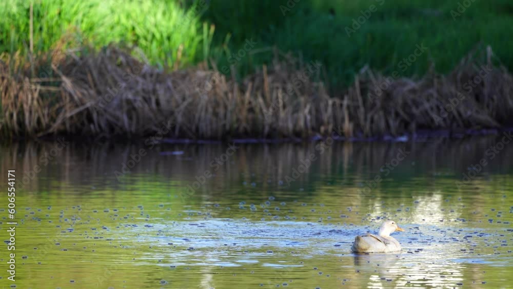 Colorful Ducks wading, swimming and eating in Arizona, America, USA. Colorful Ducks wading, swimming and eating in Arizona, America, USA.