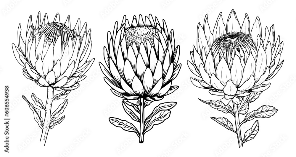Φωτογραφία Protea flower with leaves line art
